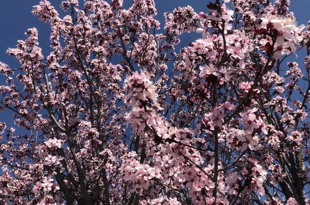 樱桃花欢迎春季