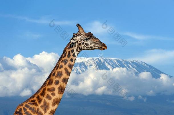 长颈鹿向<strong>乞力马扎罗山</strong>山采用Nati向al公园关于肯尼亚