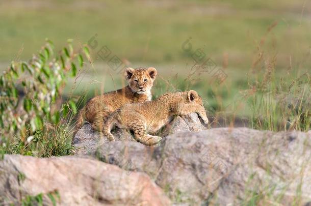 非洲的狮子幼小的兽,豹属狮子