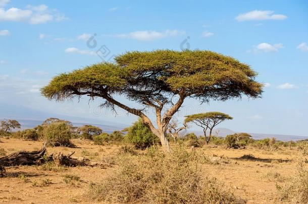 风景和没有人树采用非洲