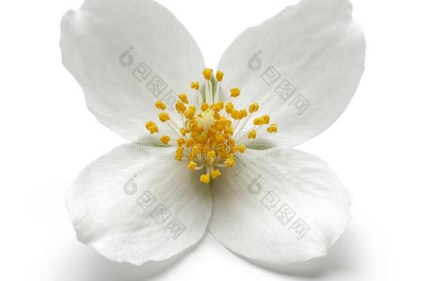 白色的茉莉花隔离的向白色的