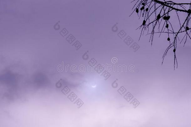 真的太阳的食紫罗兰照片天和树枝
