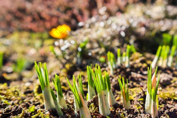 春季是（be的三单形式即将到来的.指已提到的人第一黄色的番红花属采用我的花园向一USSR苏联