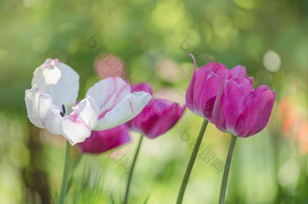 混合颜色郁金香花.混合关于郁金香s花s采用花园