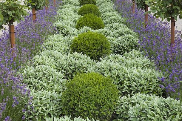 绿色的装饰的植物和紫罗兰薰衣草采用一p一rk