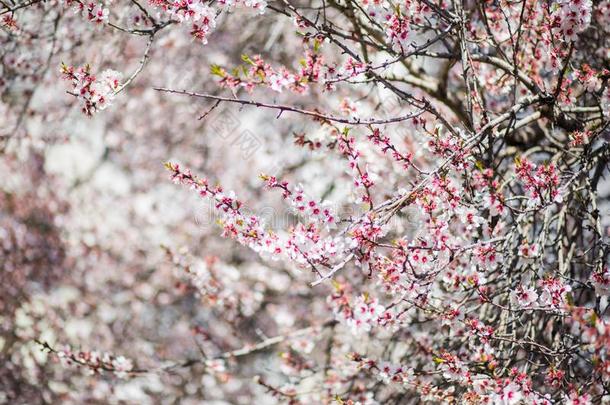 春季樱桃花树,白色的和粉红色的花