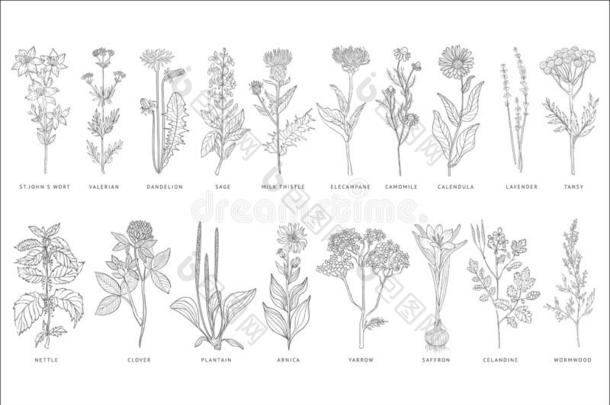各种各样的医学的植物和花放置,单色画草图h和