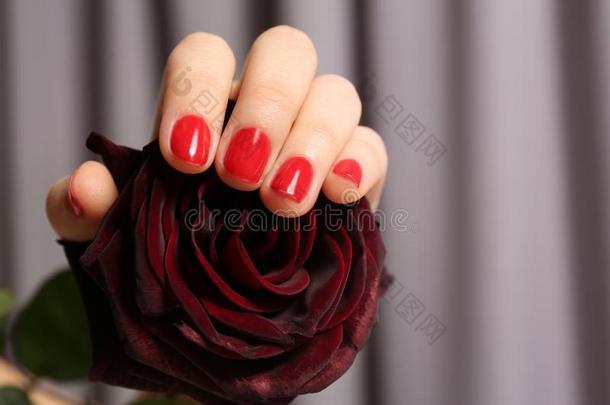 女人和红色的修指甲佃户租种的土地玫瑰向blur红色的背景,closure关闭