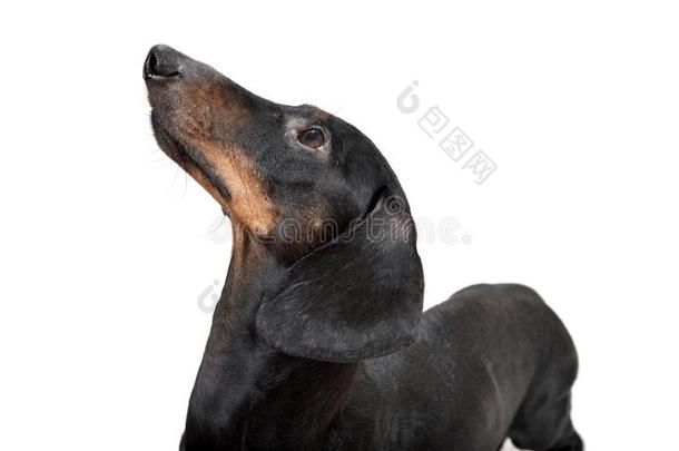 肖像关于光滑的黑的和黄褐色达克斯狗
