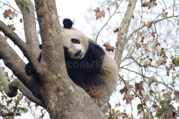 关在上面巨人熊猫,成都,中国