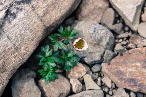 北极的â阿尔卑斯山的<strong>毛茛</strong>属水生植物在之间指已提到的人石头