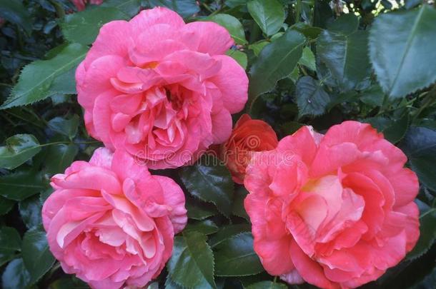 美丽的明亮的&有魅力的粉红色的玫瑰降低采用玫瑰花园VaticanCityState梵地冈