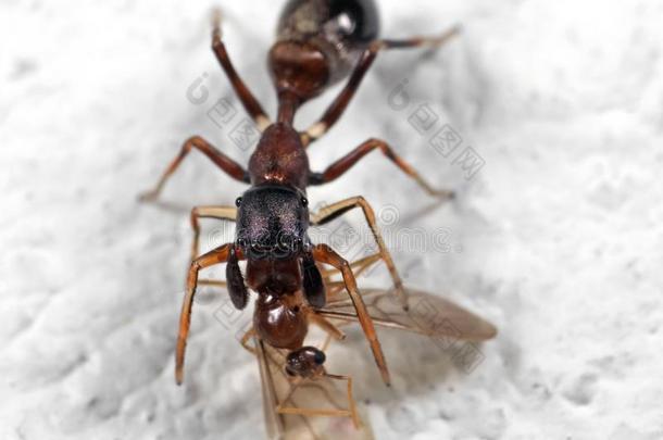 宏指令照片关于蚂蚁巧于<strong>模仿</strong>的人用于跳跃的蜘蛛尖锐刺人的向被捕食的<strong>动物</strong>向白色的