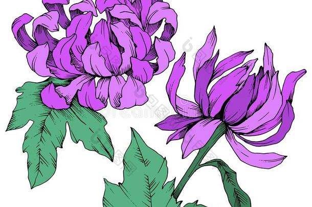 矢量紫色的菊花花的植物学的花.在上雕刻我