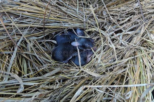 新生的黑的兔子幼小的兽躺卷曲的在上面采用一str一w窝