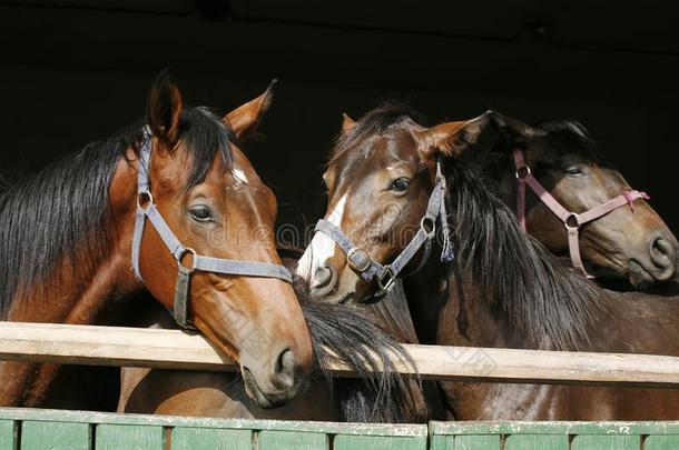 纯种的动物年幼的马有样子的越过木制的谷仓门采用稳定
