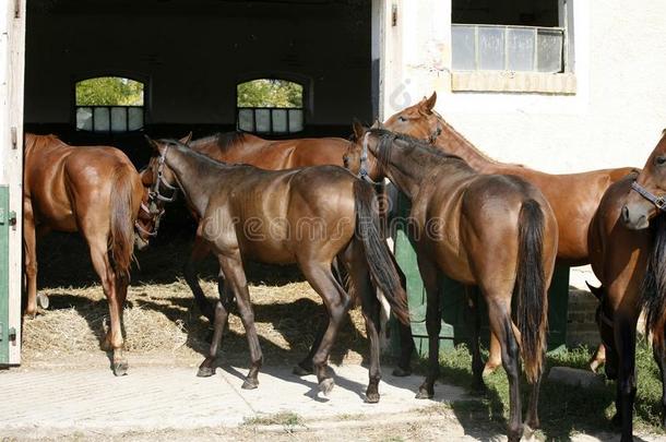 纯种的动物年幼的马有样子的越过木制的谷仓门采用稳定