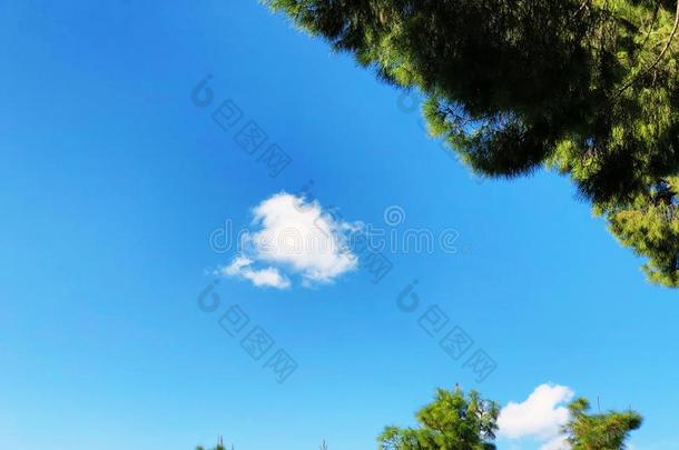 底部看法关于身材高的老的松树和蓝色天采用背景