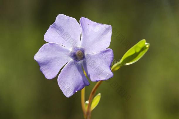 长春花紫罗兰花长春蔓较小的