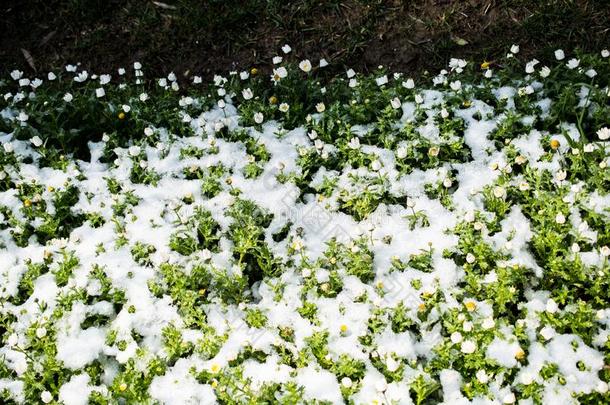 早的<strong>花钱</strong>指已提到的人春季在下面雪