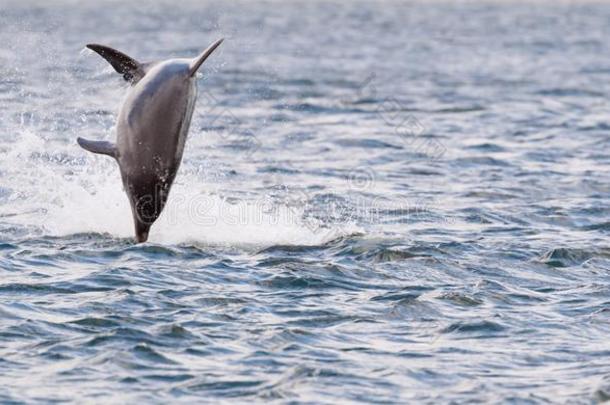 闹着玩的野生的<strong>海豚</strong>采用他们的自然的环境