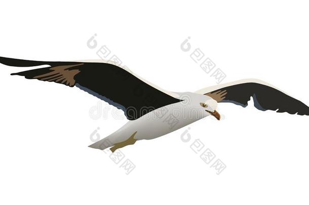 鸟鸥鸟和<strong>展开</strong>的黑的飞行章,白色的羽毛,英语字母表的第25个字母