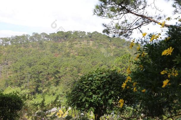 陆地花山谷爱背景