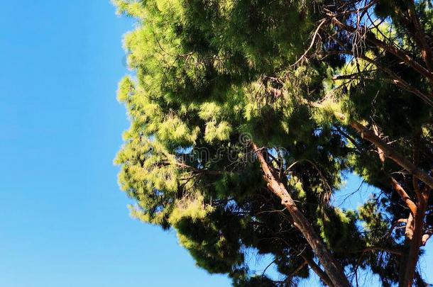 底部看法关于<strong>身材</strong>高的老的松树和蓝色天采用背景