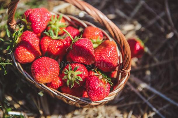 新近精选的草莓采用一b一sket向一和煦的：照到阳光的d一y
