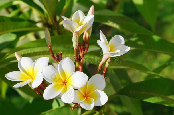 美丽的,白色的花关于梅花拉丁文名字-梅花采用Namibia纳米比亚