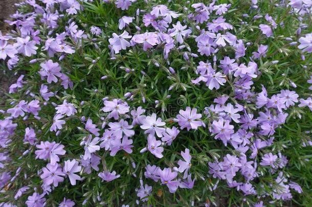 薰衣草-有色的花关于草夹竹桃属植物亚乌拉塔采用中间的spr采用g