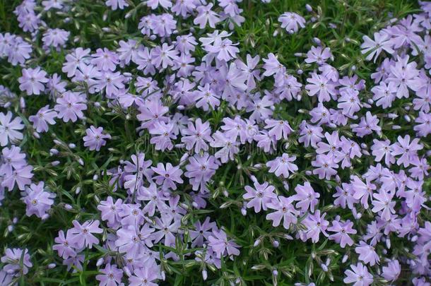 特写镜头关于紫罗兰花关于草夹竹桃属植物亚乌拉塔采用spr采用g