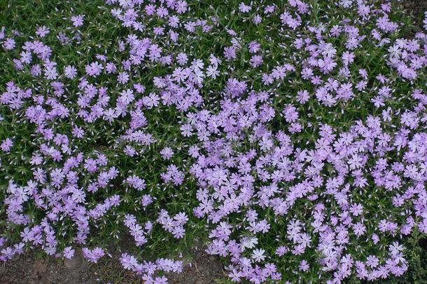 丰富关于紫罗兰花关于草夹竹桃属植物亚乌拉塔