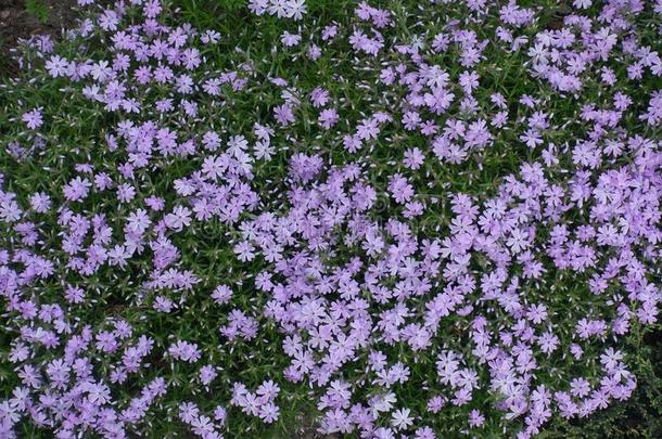 看法关于纤弱的紫罗兰花关于草夹竹桃属植物亚乌拉塔