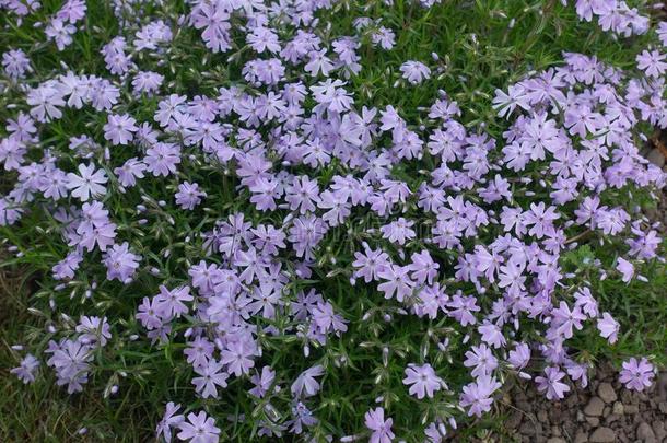 紫罗兰花关于草夹竹桃属植物亚乌拉塔