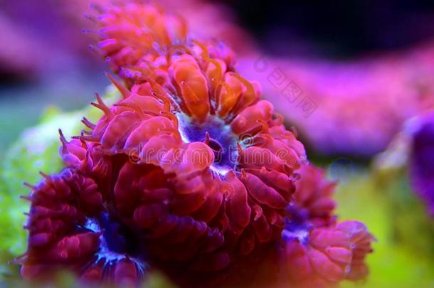 囊胚linespersecond每秒行数富有色彩的珊瑚-囊胚男女花边