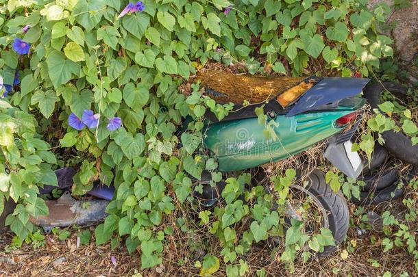 一老的绿色的生锈摩托<strong>自行车</strong>是（be的三单形式部分地埋葬在旁边明亮的绿色的英语字母表的第6个字母