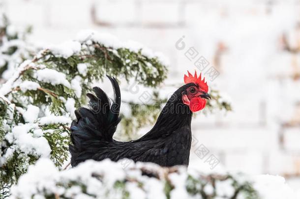 鸡采用指已提到的人下雪的后院