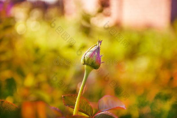 美丽的红色的<strong>蔷薇花</strong>蕾采用夏花园和软的blur红色的后座议员