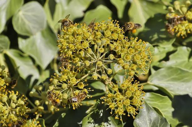 美好的照片关于蜜蜂蜂蜜蜜蜂,蜜蜂产蜜者聚集旧姓的
