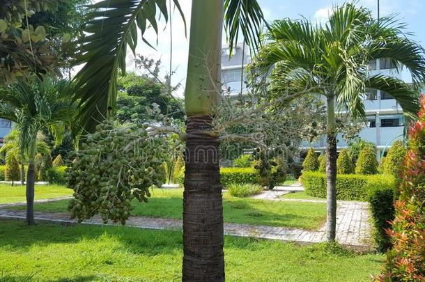 棕榈树采用公园<strong>医院</strong>,和自然的植物det.那个给予指已提到的人image<strong>形象</strong>