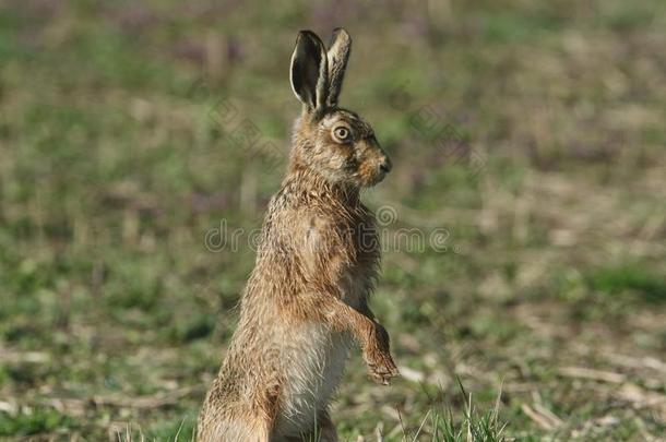 一令人晕倒的棕色的野兔,天兔座欧罗巴,起立向它的后面的腿