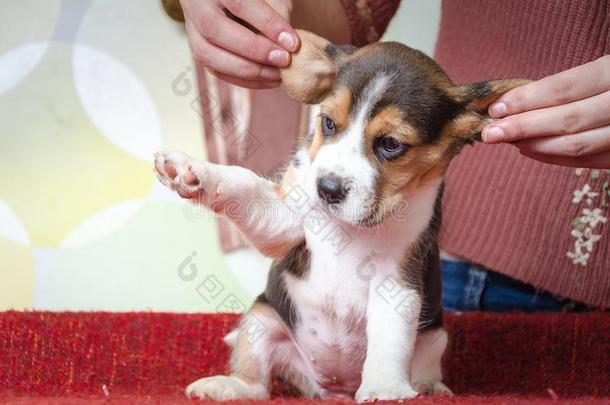 漂亮的猎兔犬木偶向红色的毛毯和耳拉在旁边和拉埃