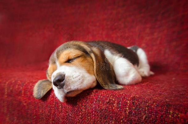 漂亮的猎兔犬Puppis船尾Ð½睡眠向红色的毛毯