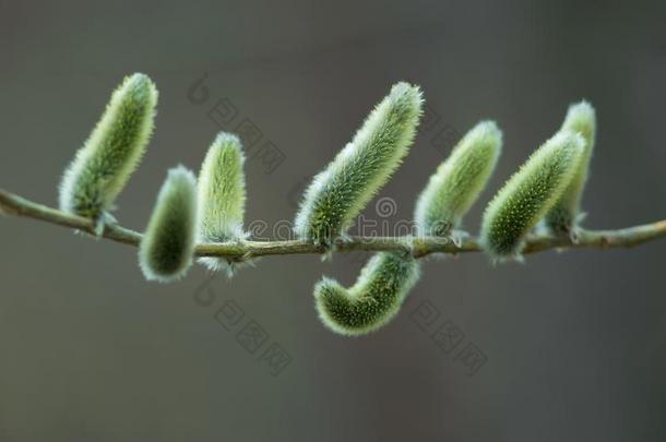 芽关于开花柳树向一年幼的br一nch