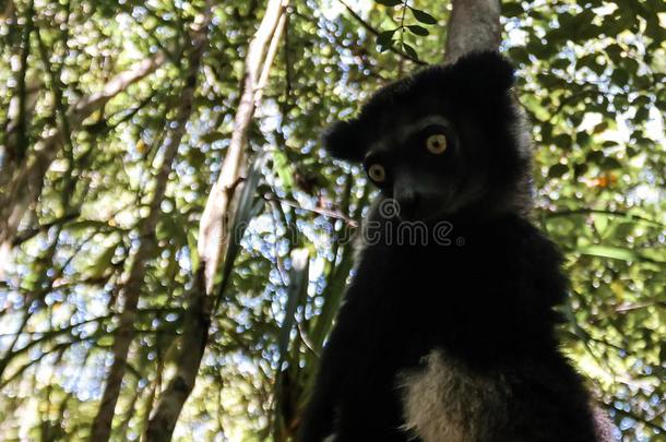 肖像关于马达加斯加大狐猴马达加斯加大狐猴狐猴在指已提到的人树,东方地区,妈