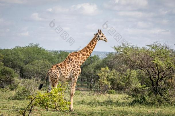 长颈鹿起立采用指已提到的人草采用指已提到的人即Kruger