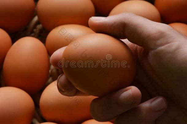 新鲜的有机的鸡卵采用一柳条b一sket一ndm一leh一nd拿住