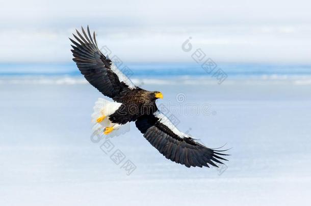 罕见的鹰和下雪的湖和冰.斯特勒\\的海鹰,哈利亚