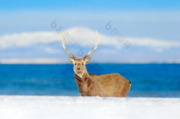 野生的鸟兽等地点从下雪的自然.北海道梅花鹿鹿,鹿属夹